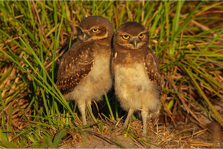 A pair of young burrowing owls at Praia de Mogiquiçaba, Bahia, Brazil